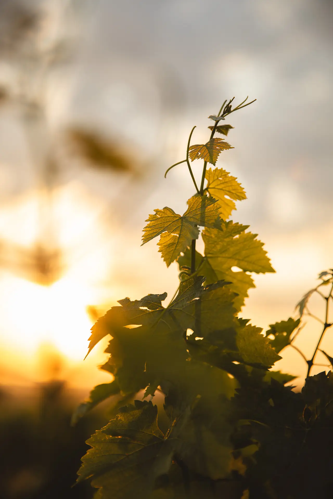 photographie des vignes du domaine Renaud et fils